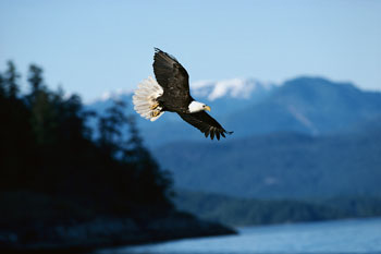 Eagle Flying